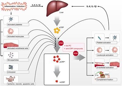 Dissociation of C-Reactive Protein Localizes and Amplifies Inflammation: Evidence for a Direct Biological Role of C-Reactive Protein and Its Conformational Changes